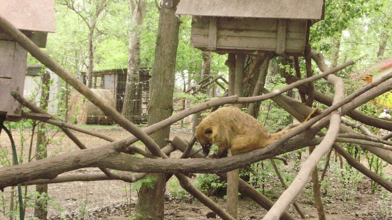 2011 05 02 Vadaspark 065.jpg